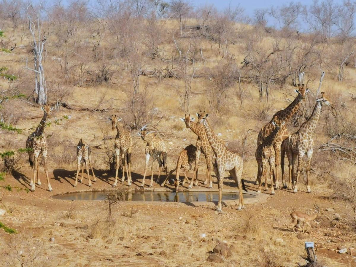 Mbizi Bush Lodge Grietjie Game Reserve Exteriör bild