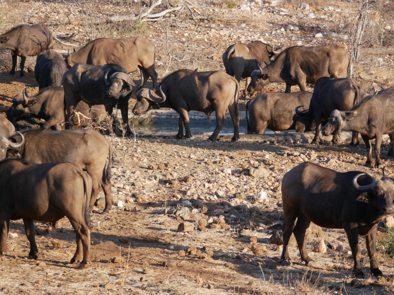 Mbizi Bush Lodge Grietjie Game Reserve Exteriör bild