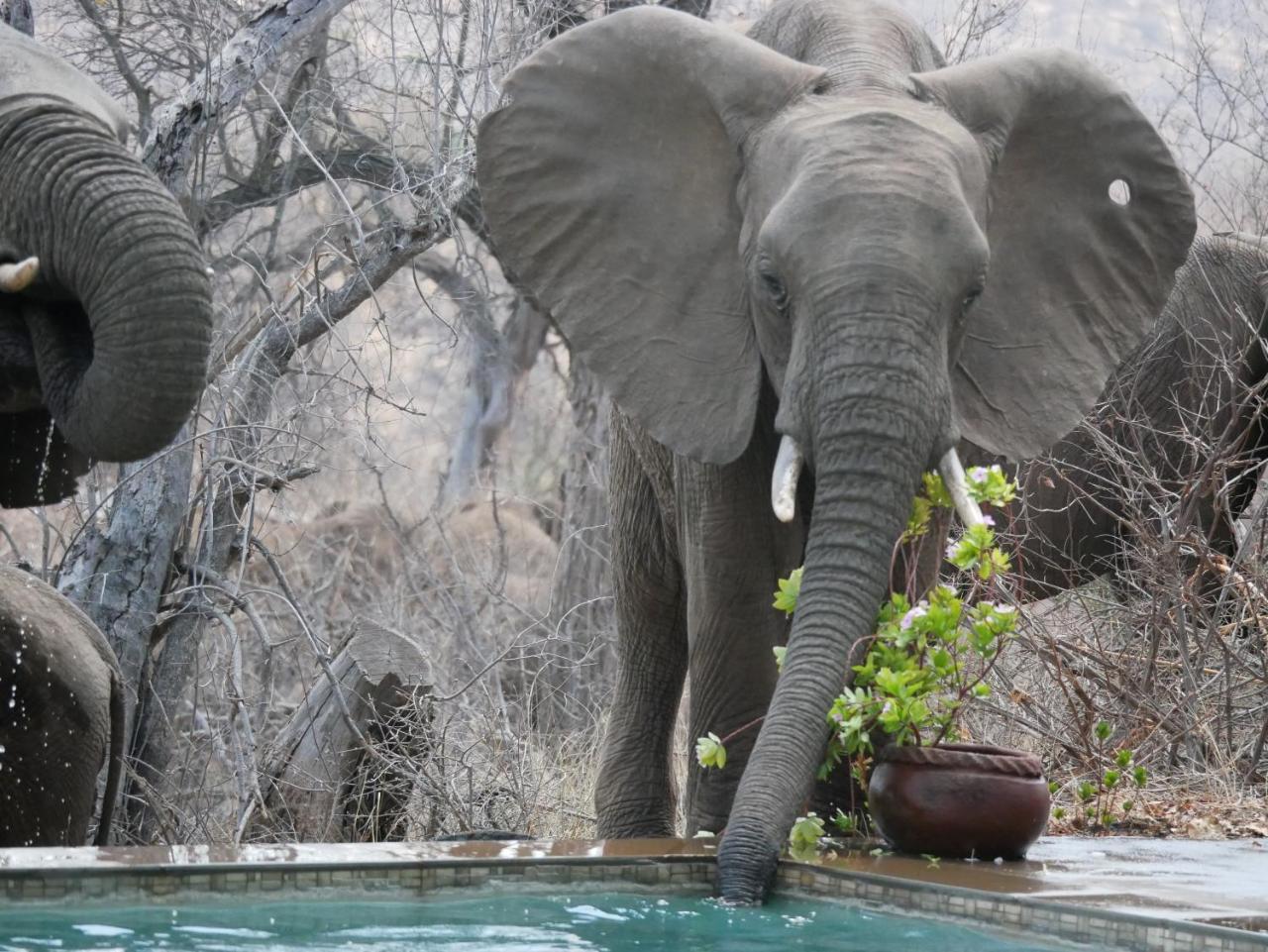 Mbizi Bush Lodge Grietjie Game Reserve Exteriör bild