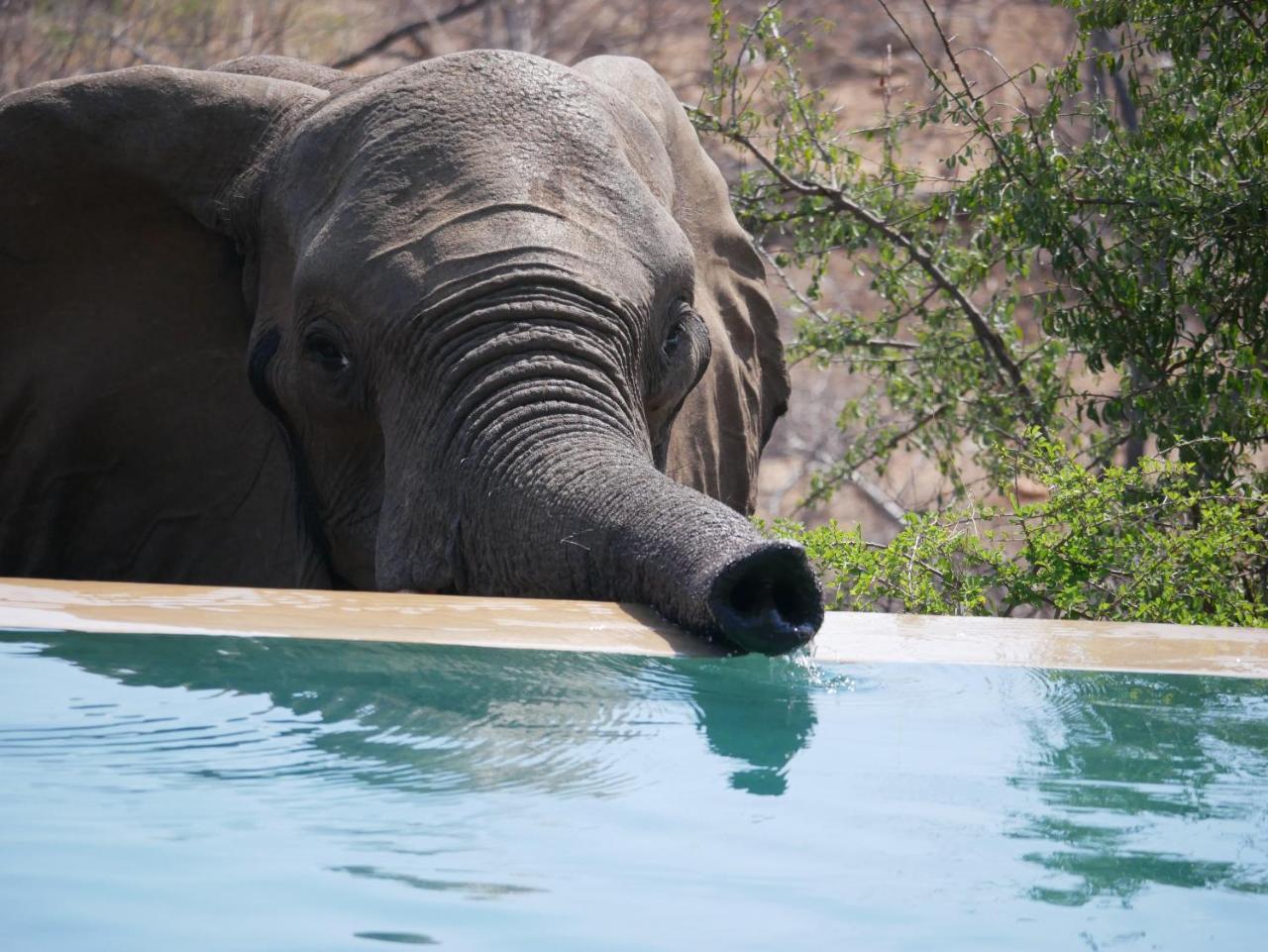 Mbizi Bush Lodge Grietjie Game Reserve Exteriör bild