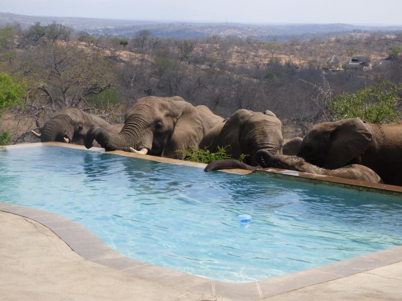 Mbizi Bush Lodge Grietjie Game Reserve Exteriör bild