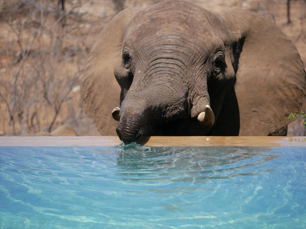 Mbizi Bush Lodge Grietjie Game Reserve Exteriör bild