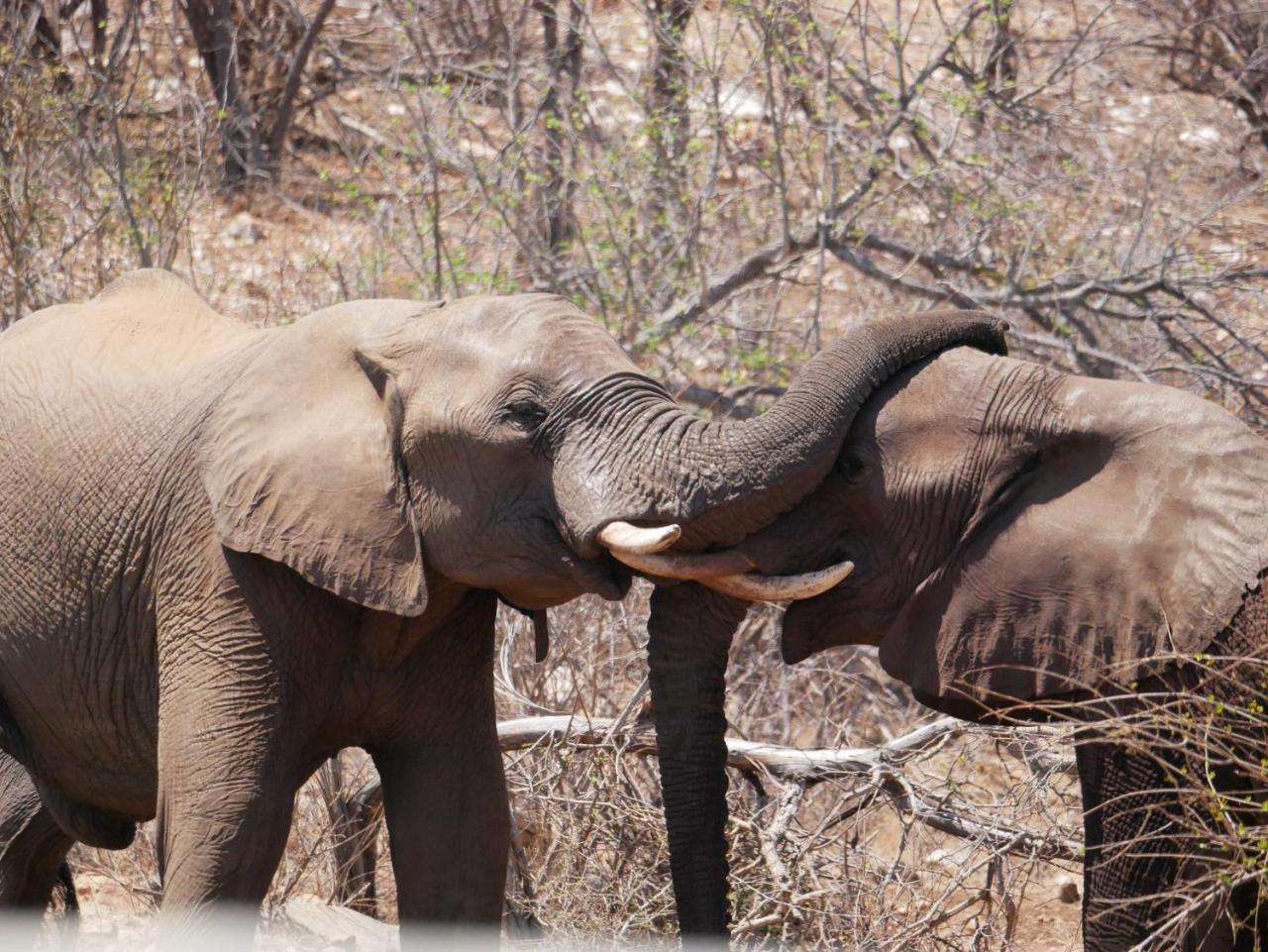 Mbizi Bush Lodge Grietjie Game Reserve Exteriör bild