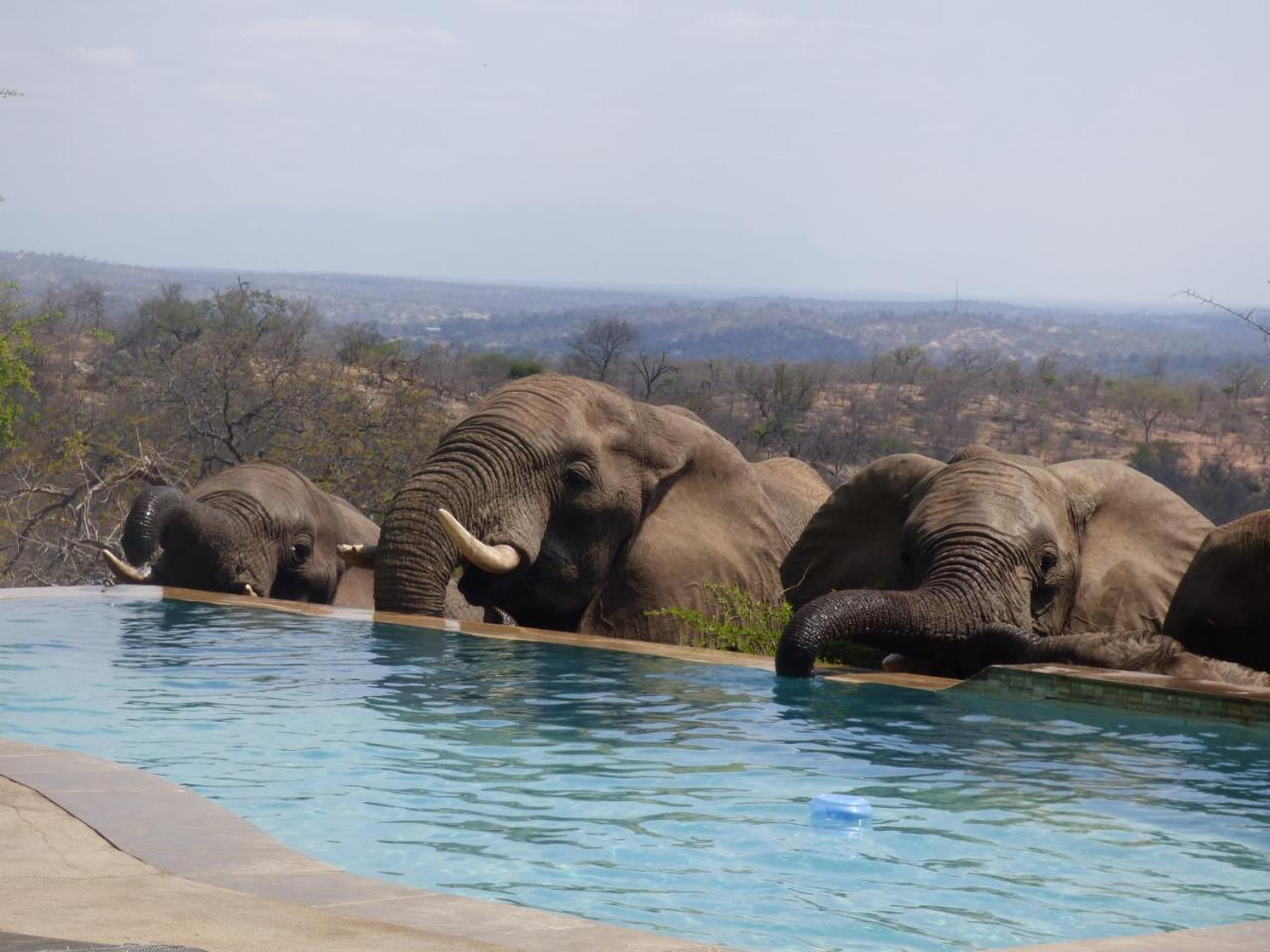 Mbizi Bush Lodge Grietjie Game Reserve Exteriör bild