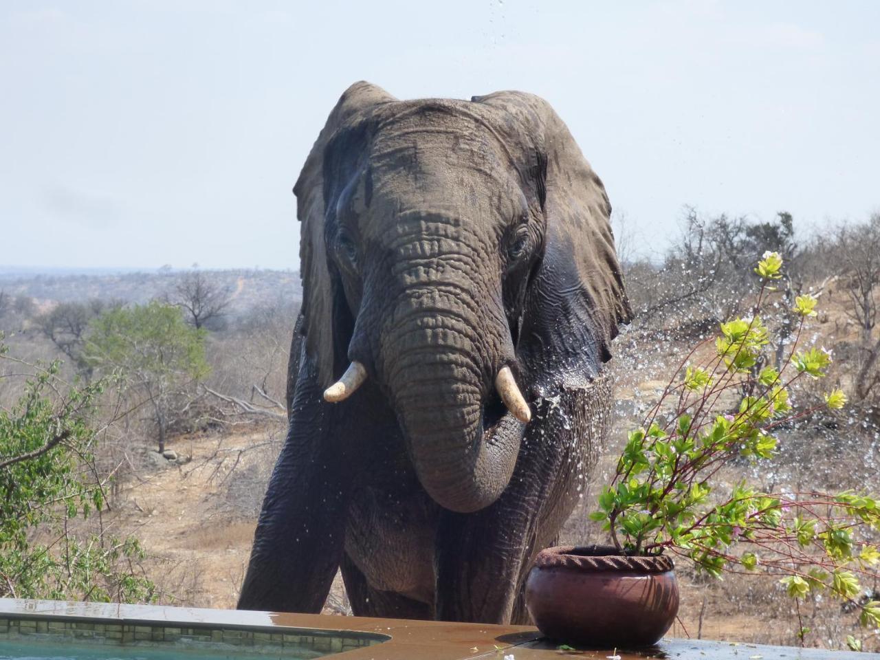 Mbizi Bush Lodge Grietjie Game Reserve Exteriör bild