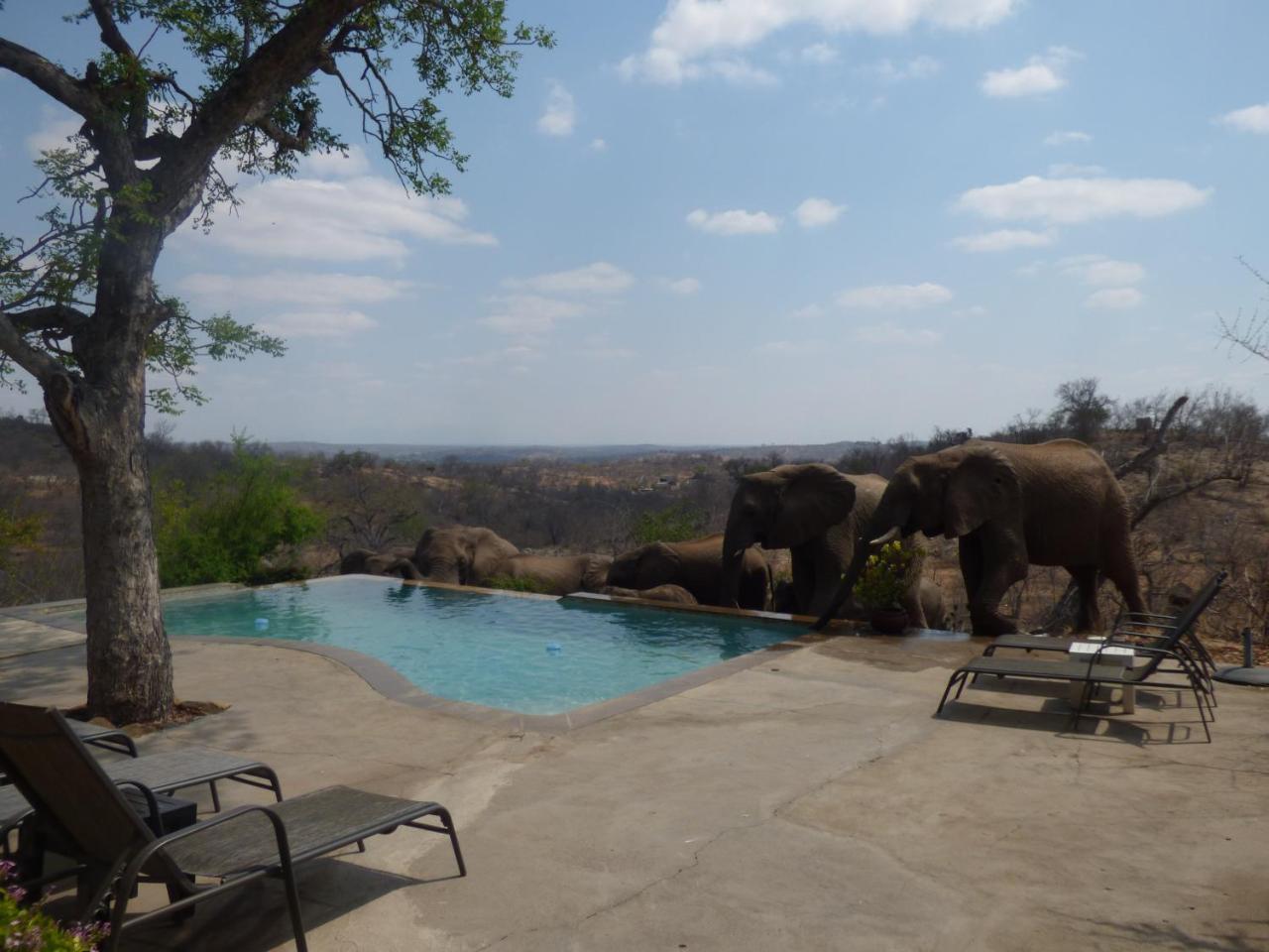 Mbizi Bush Lodge Grietjie Game Reserve Exteriör bild