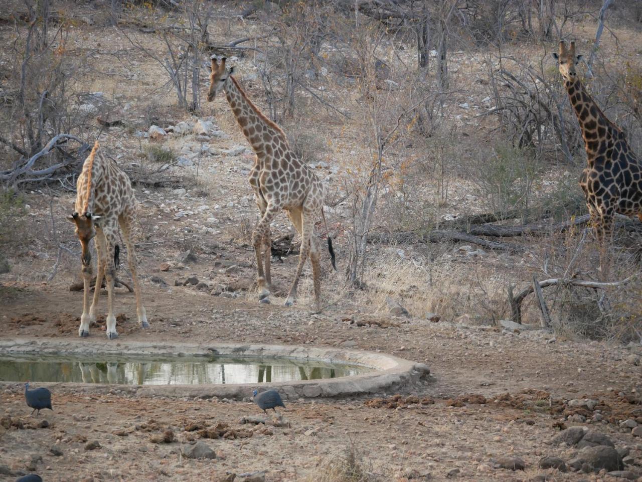 Mbizi Bush Lodge Grietjie Game Reserve Exteriör bild