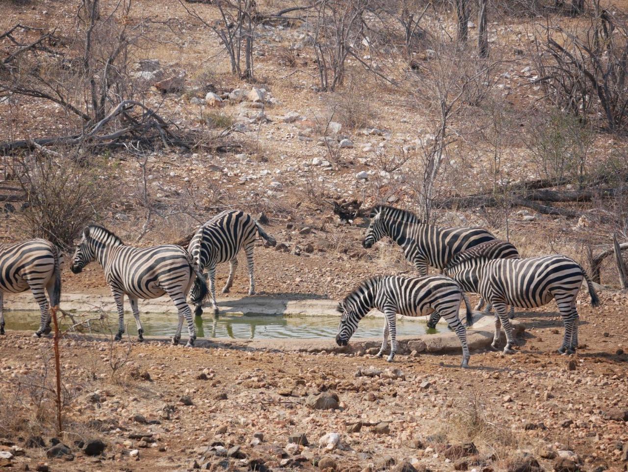 Mbizi Bush Lodge Grietjie Game Reserve Exteriör bild
