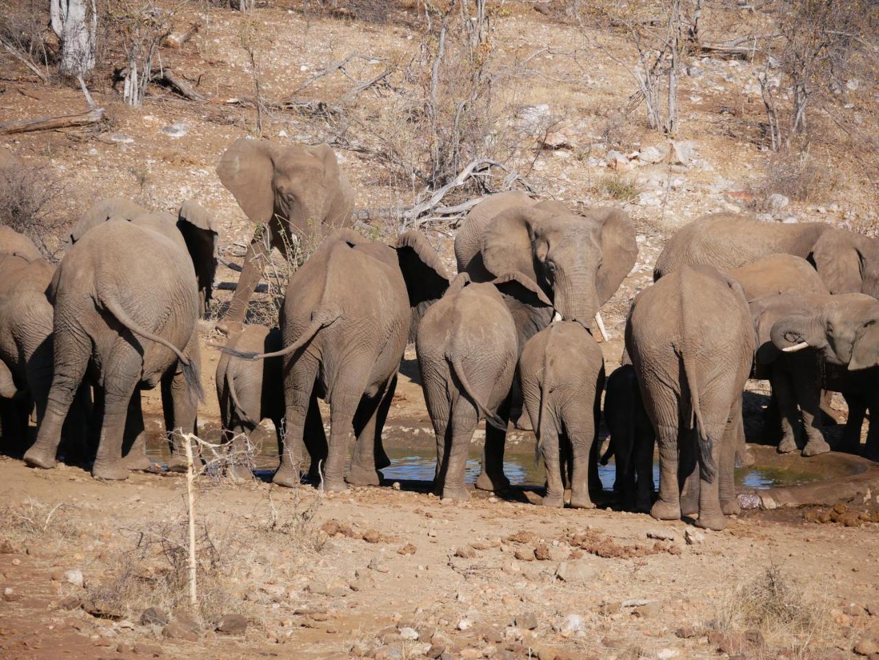 Mbizi Bush Lodge Grietjie Game Reserve Exteriör bild