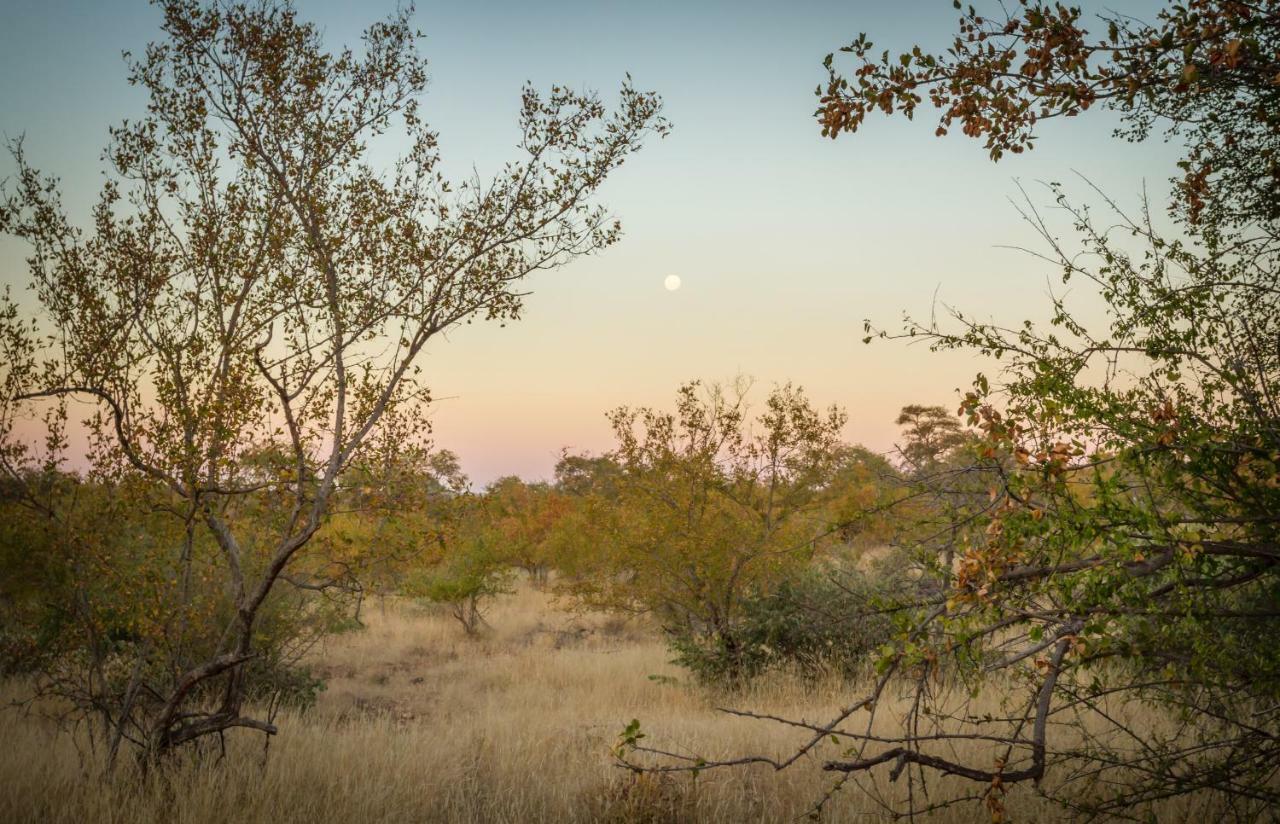 Mbizi Bush Lodge Grietjie Game Reserve Exteriör bild